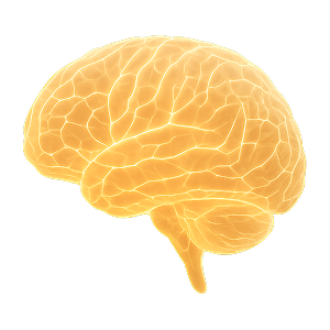 Brain
